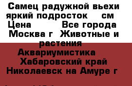 Самец радужной вьехи яркий подросток 15 см › Цена ­ 350 - Все города, Москва г. Животные и растения » Аквариумистика   . Хабаровский край,Николаевск-на-Амуре г.